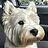 ArchieTheWestie
